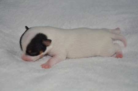 DAISY: "Schauen wir mal, ob man an dieser schmuseweichen Schmusedecke auch nuckeln kann???"